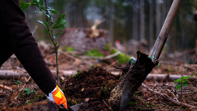 csm_Eichenpflanzung_97e8c78f27.png csm_Eichenpflanzung_97e8c78f27.png